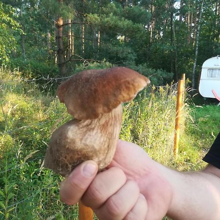 Zagroda Podlas - Gospodarstwo Agroturystyczne Aleksandrow k Bilgoraja المظهر الخارجي الصورة